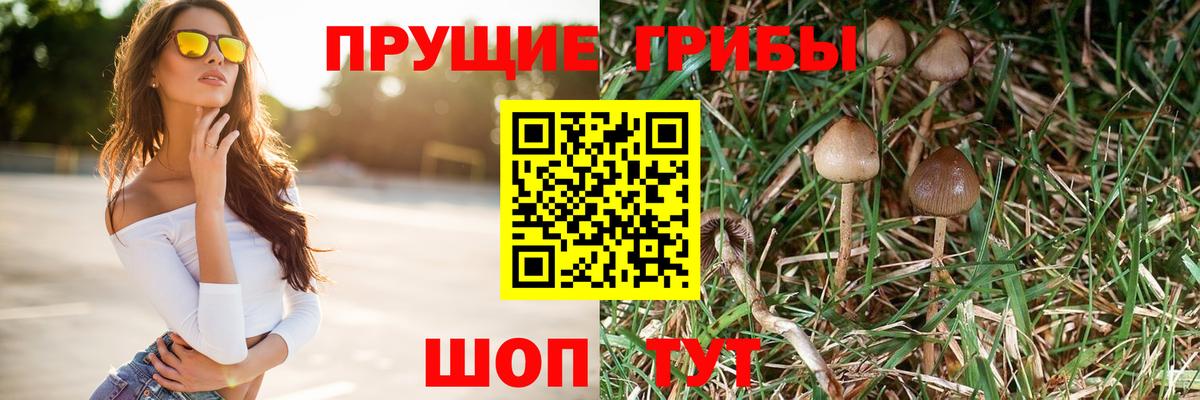 Псилоцибиновые грибы мицелий Будённовск